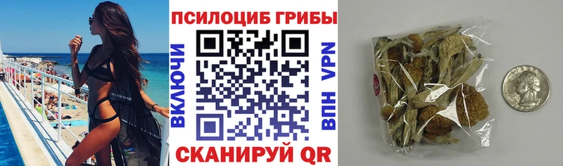 купить   Избербаш  Галлюциногенные грибы Psilocybine cubensis 